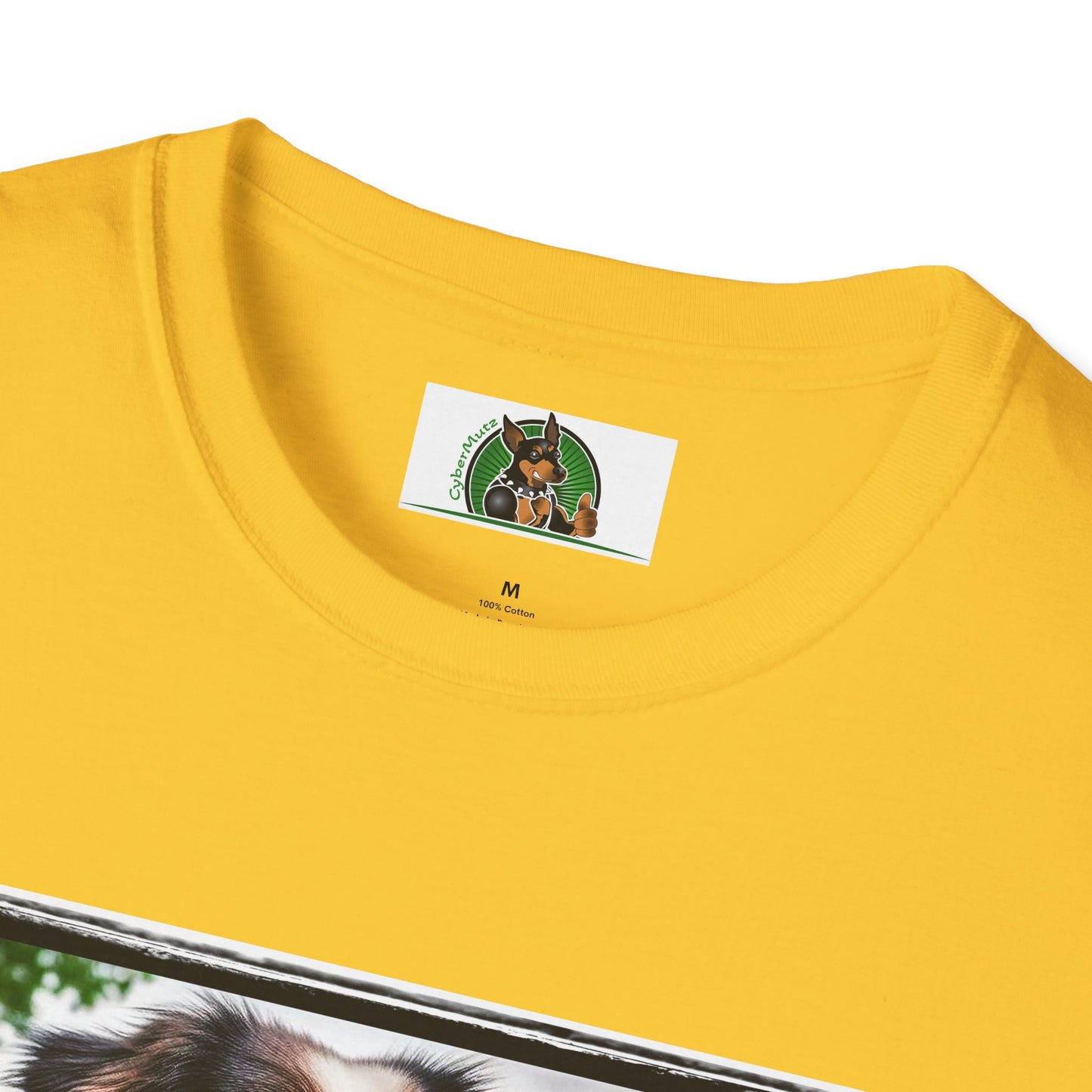 Australian Shepherd Tattooed And Buff