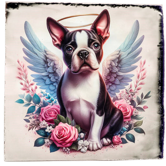 Boston Terriers