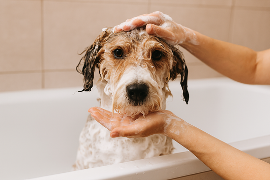 How Often Should You Wash Your Dog? It Depends on More Than Just the Smell!