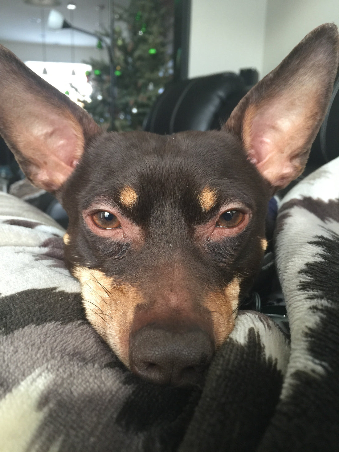 Featured image for The Little Big Dawg & His Family: A Tale