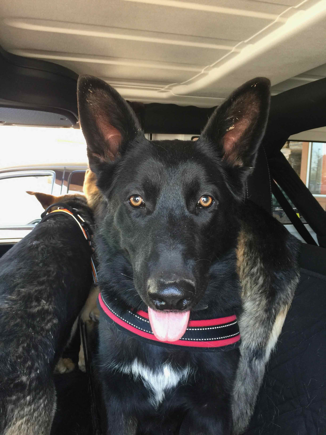 Featured image for Misty: Black German Shepherd Story & Bond