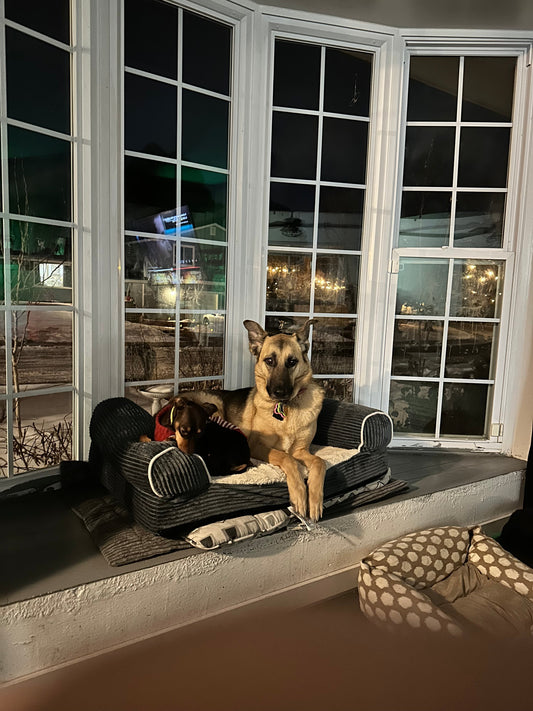 Featured image for Dog Adoption Stories: Heartwarming Forever-Home