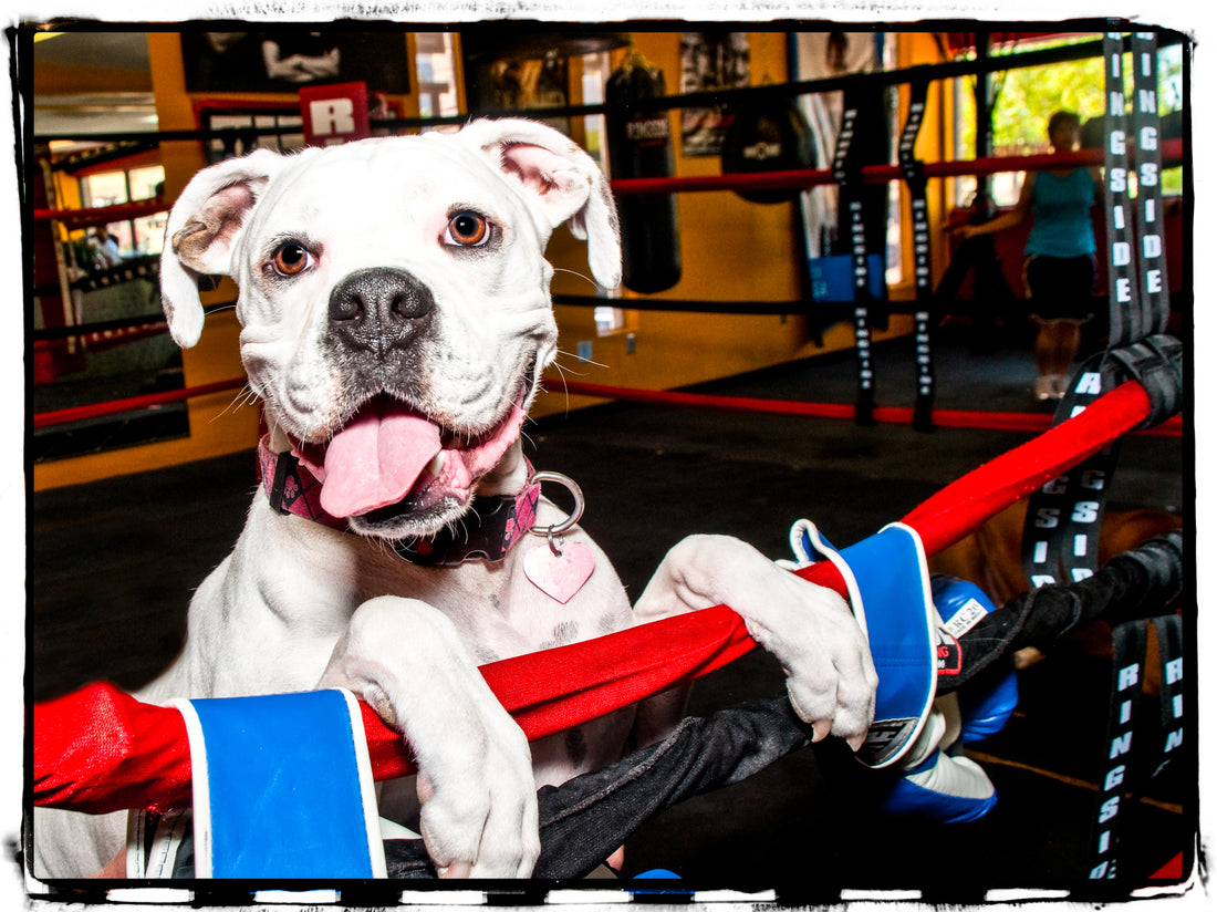 Boxer-themed collection on CyberMutz.