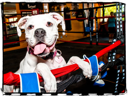 Featured image for Boxer-Themed Collection for Dog Lovers
