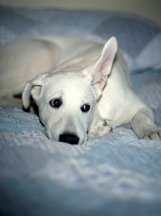 Jet: The Majestic White Guardian