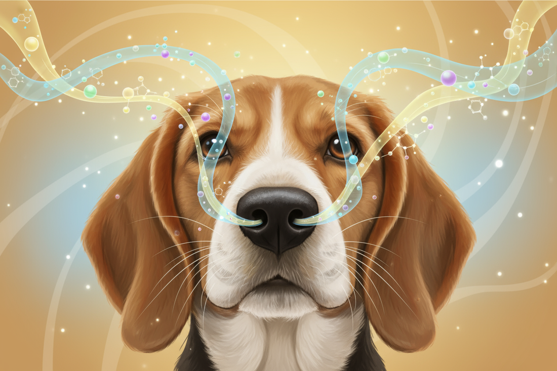 The Science of the Sniff: Why Dogs Are Masters of Scent