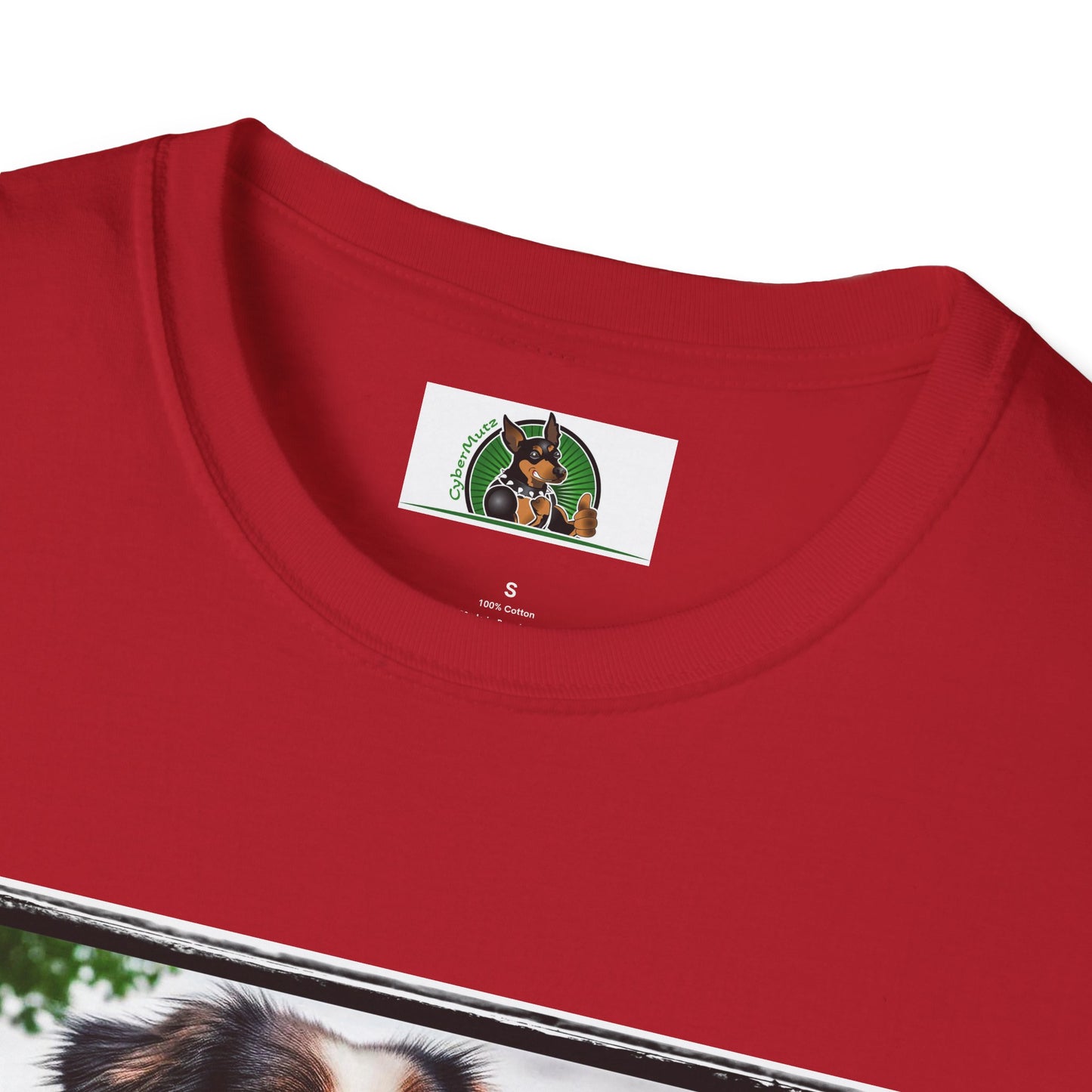 Australian Shepherd Tattooed And Buff