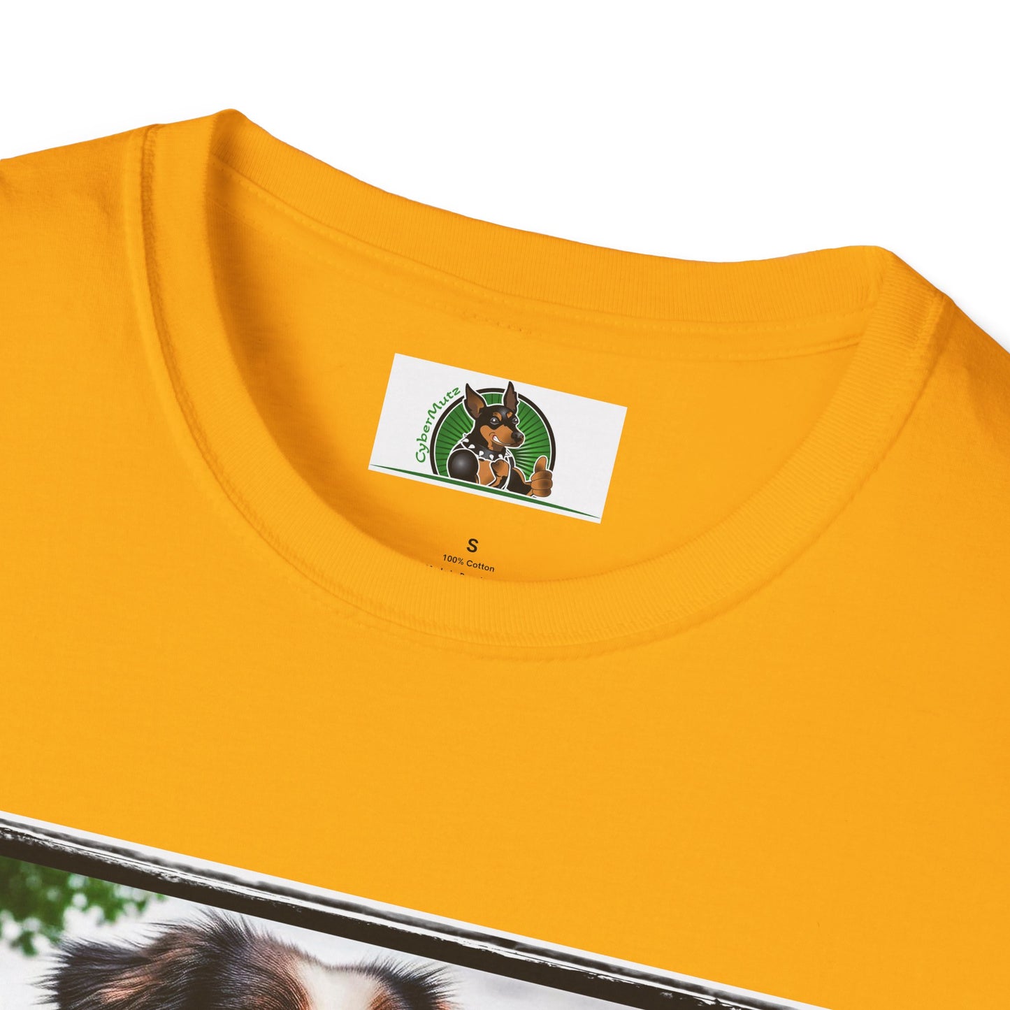 Australian Shepherd Tattooed And Buff